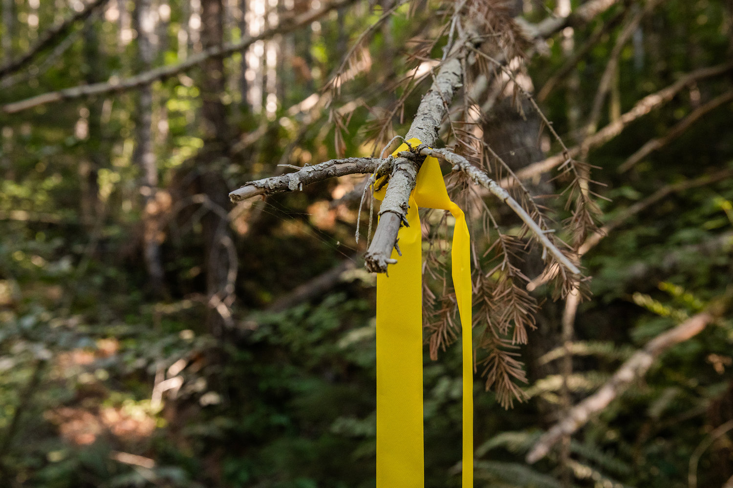 District Silviculturist Cheyenne Adamonis tied ribbon around branches to mark projects for a Pinchot Partners Field Trip around Packwood on Wednesday.