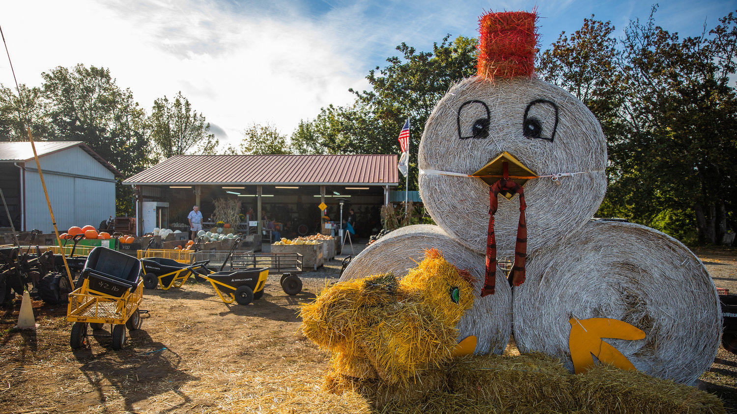 Hay bales are organized into the shape of chickens at the Goodrich Road Pumpkin Patch in Centralia on Monday.