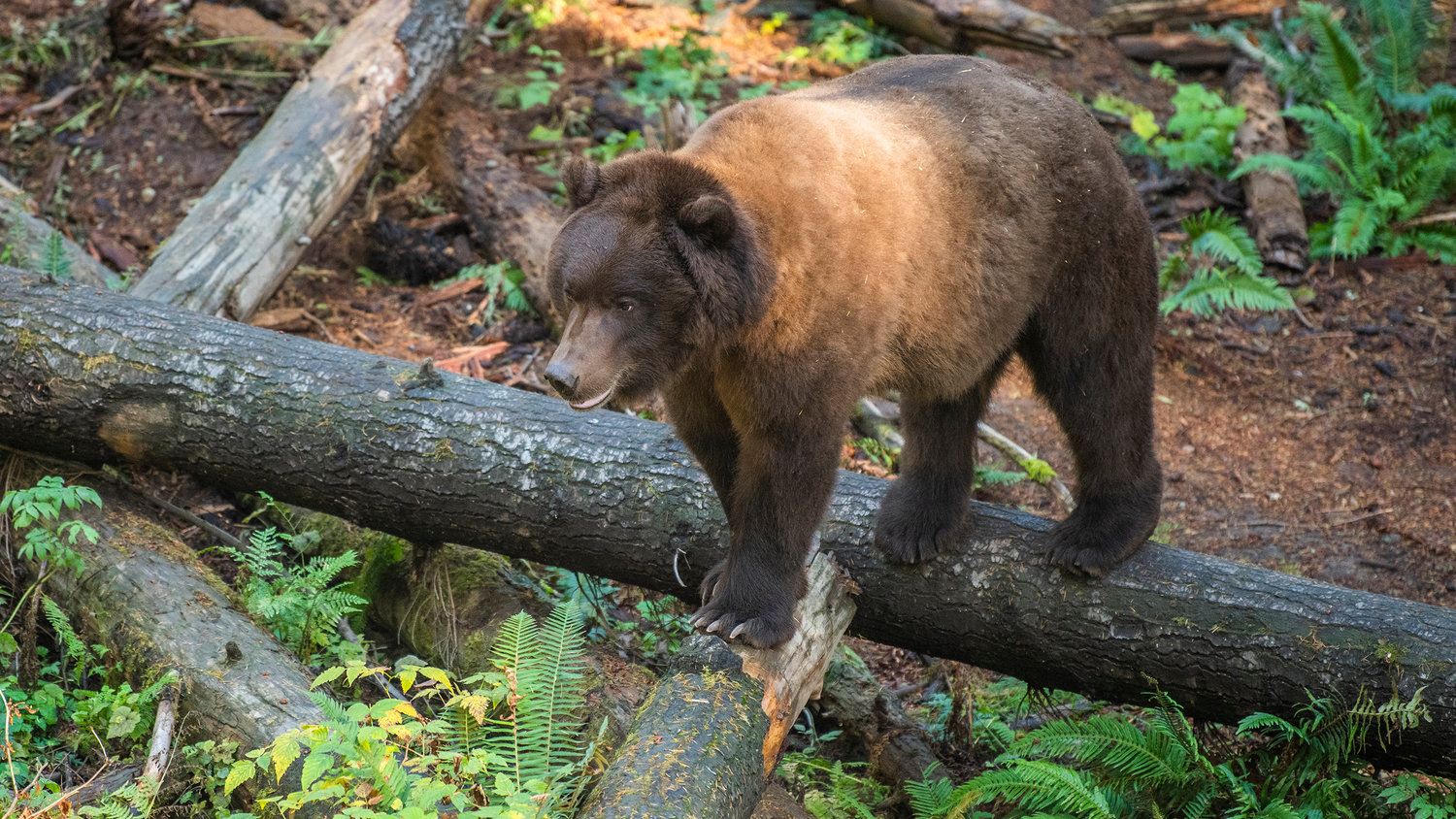 A grizzly bear walks on downed trees at Northwest Trek in October 2022.