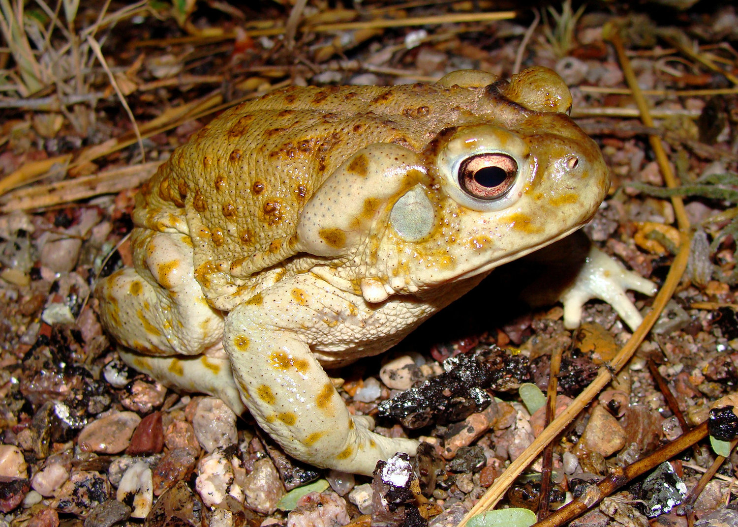 Sonoran desert toads are roughly 7 inches long and emit a weak, low-pitched cry that can be compared to a "toot," the National Park Service said in a recent public service announcement. The agency asked guests to not lick the toad's potent toxin that carries hallucinogenic properties. (Dreamstime/TNS)
