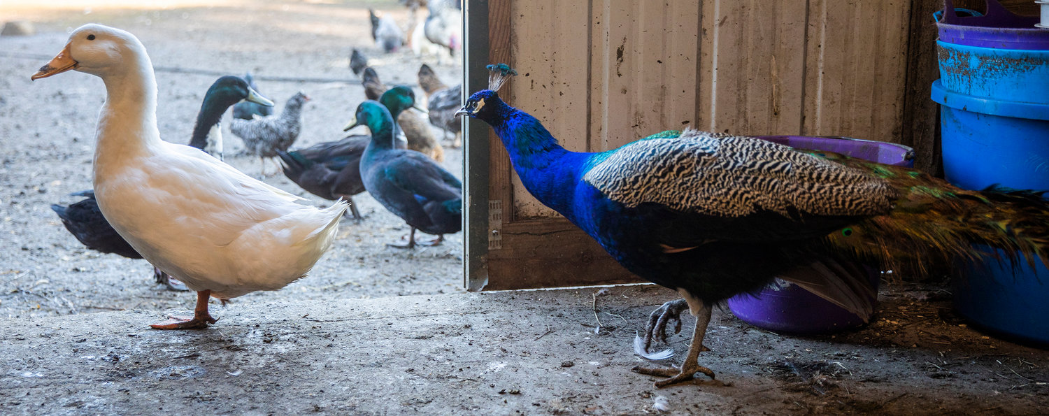 Geese, turkeys, ducks and peacocks prepare to eat at Twisted Holly Ranch in Rochester.