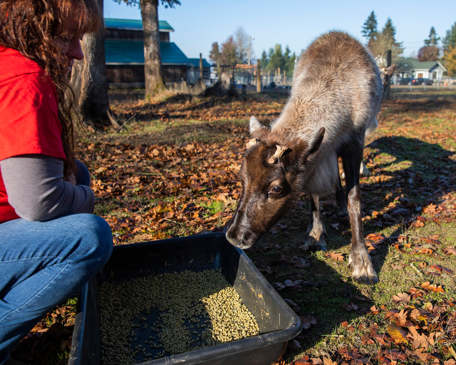 A reindeer named Dean looks to eat at Twisted Holly Ranch in Rochester on Thursday.