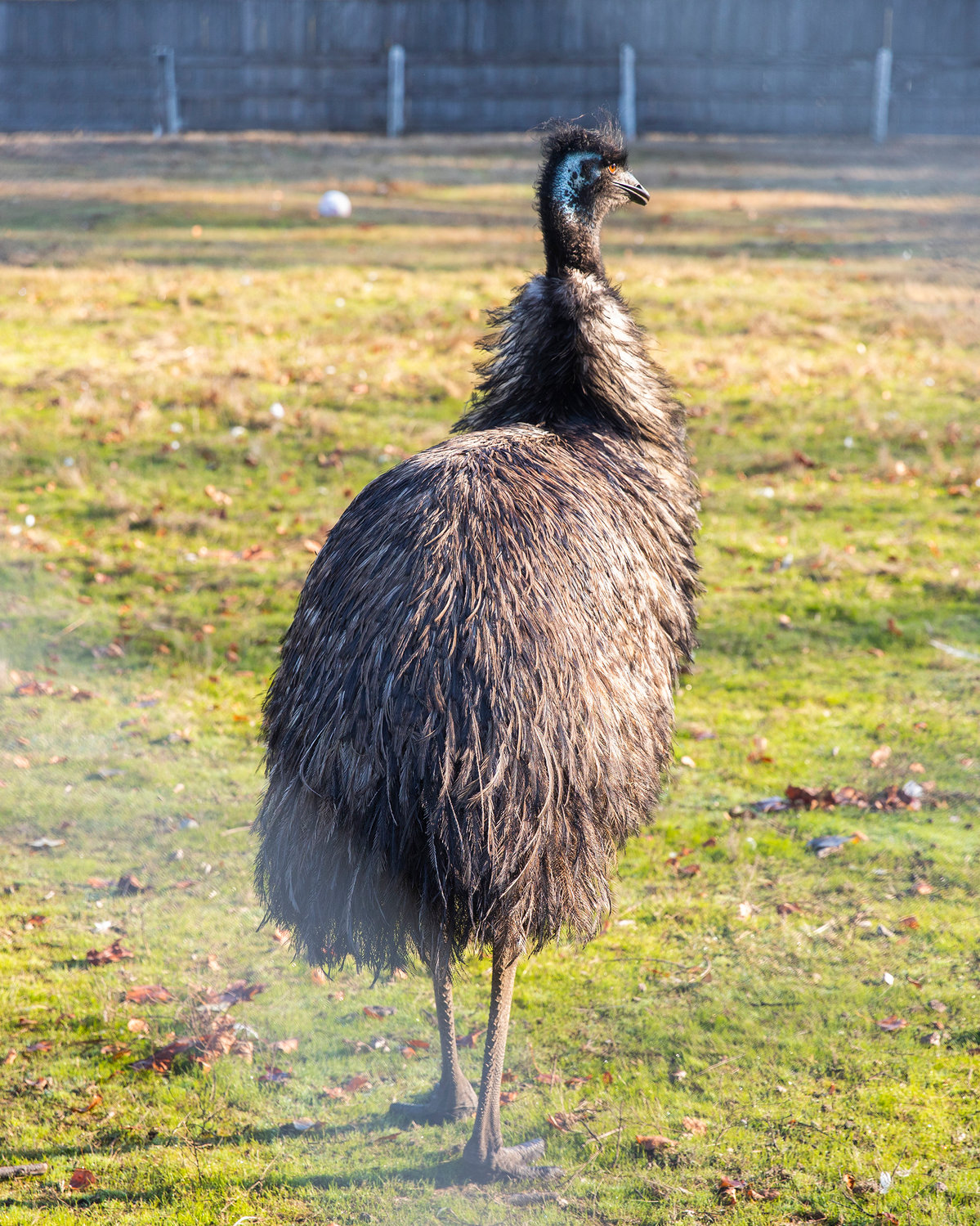 An emu stands in its enclosure at Twisted Holly Ranch in Rochester on Thursday.