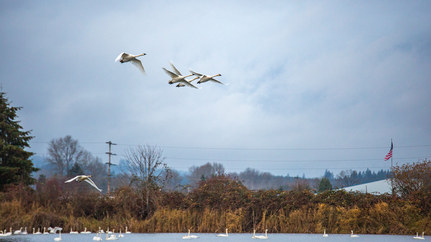 Trumpeter swans take flight over a pond at the trailhead of the Willapa Hills Trail in Chehalis as the Veterans Memorial Museum sets the backdrop on Saturday afternoon.