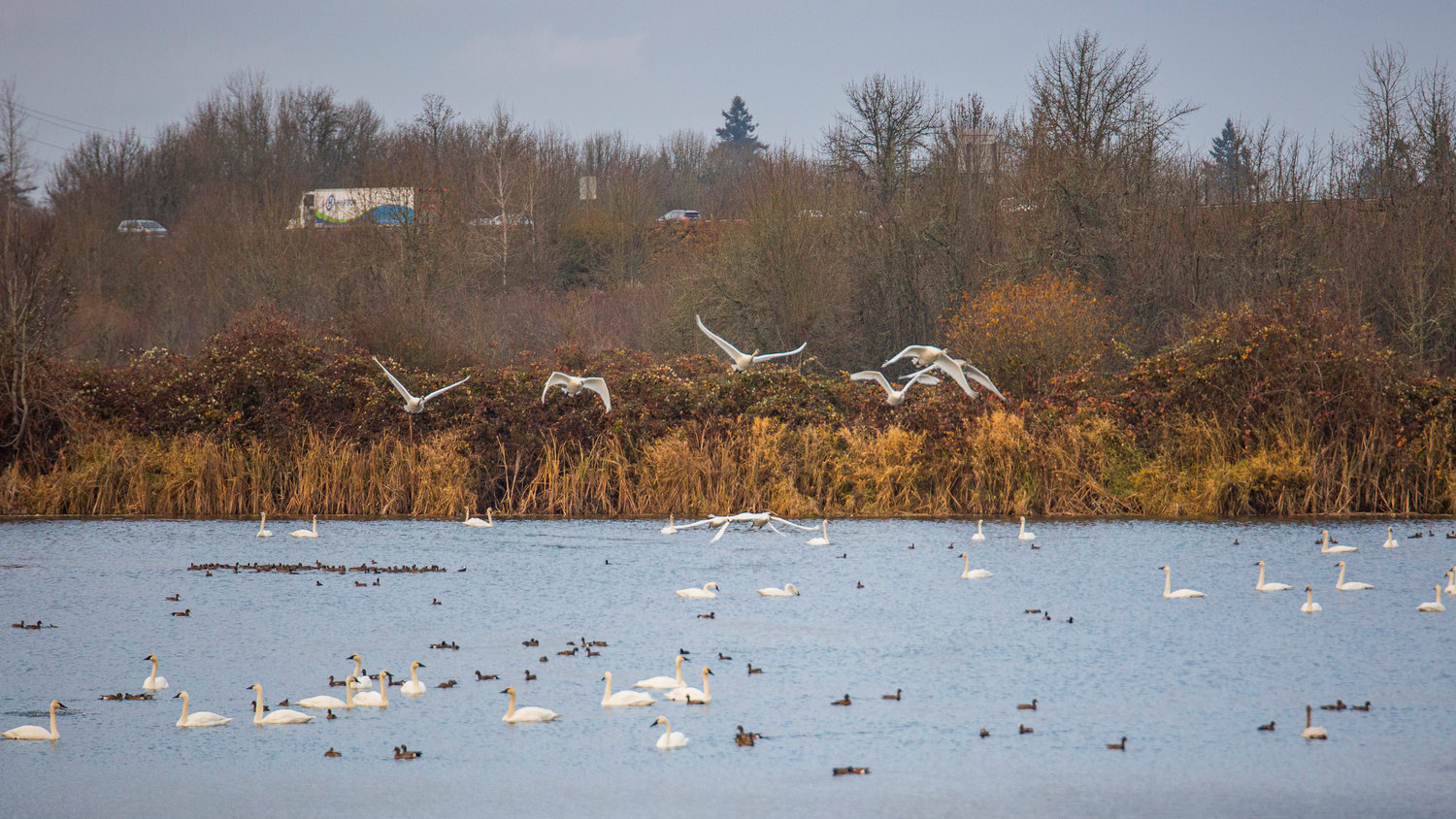 Trumpeter swans take flight over a pond at the trailhead of the Willapa Hills Trail in Chehalis on Saturday afternoon as Thanksgiving traffic travels up Interstate 5 in the background.