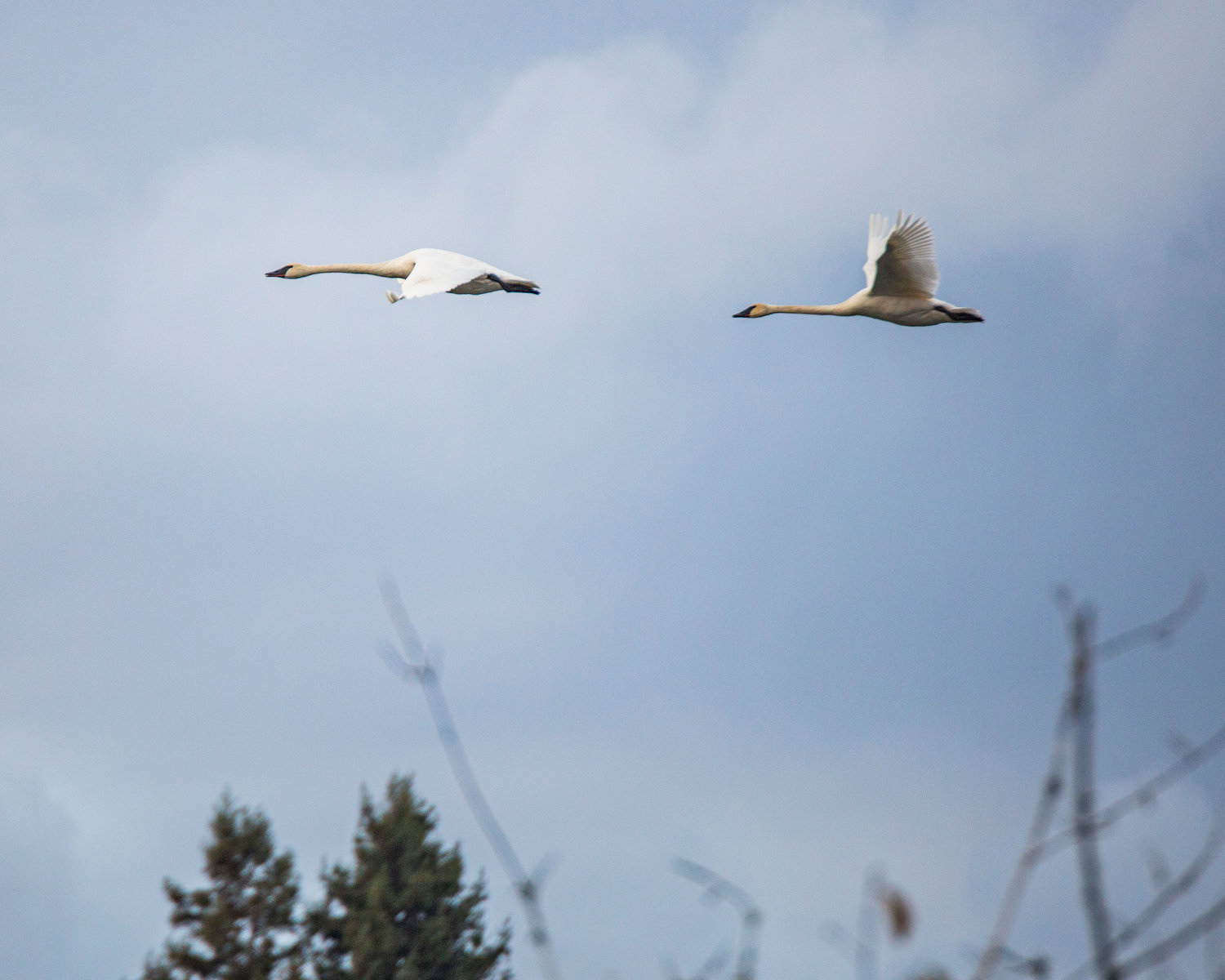 Trumpeter swans take flight over the Willapa Hills Trail in Chehalis on Saturday afternoon.