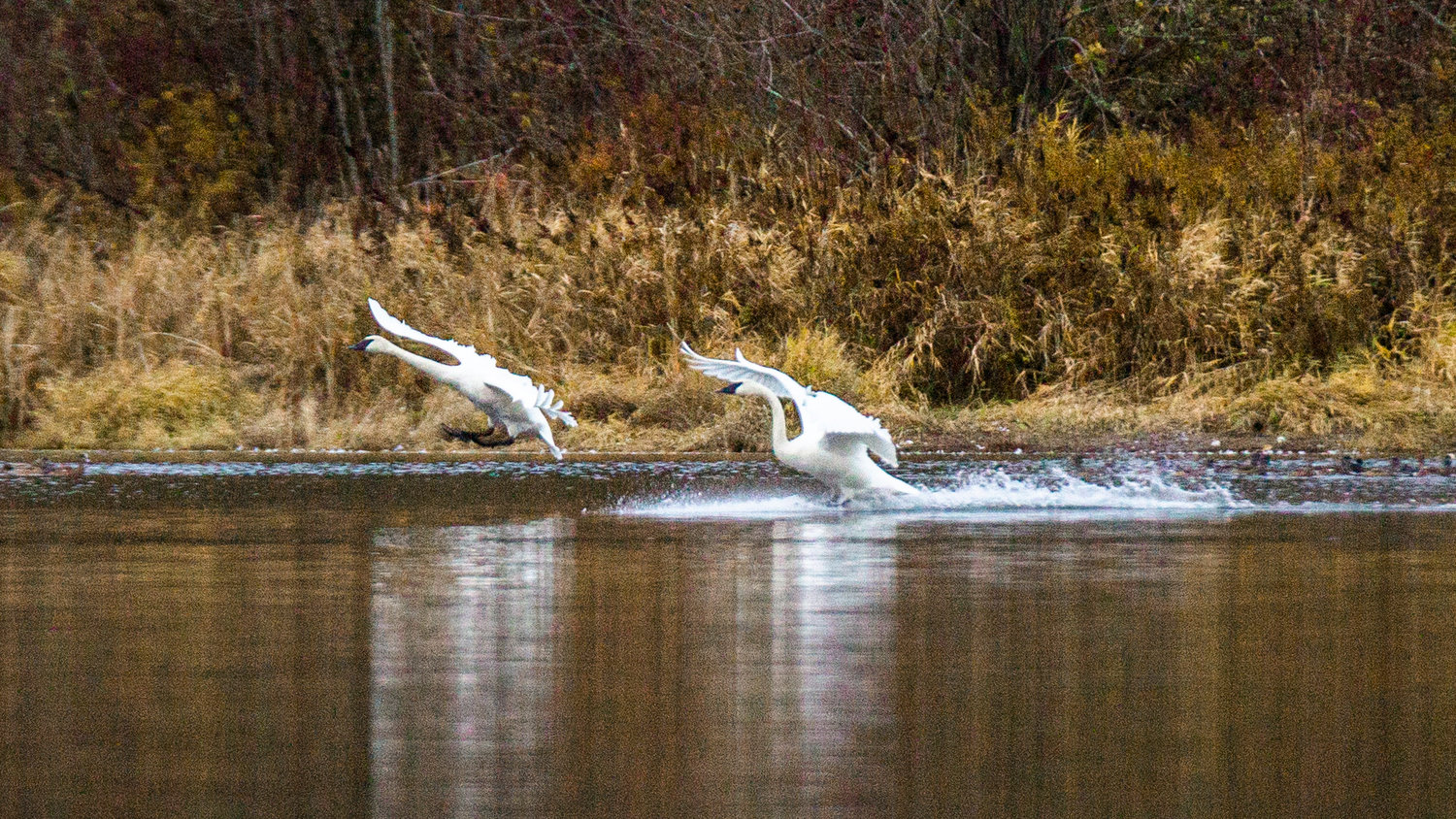 Swans make a splash landing on a pond at the trailhead of the Willapa Hills Trail in Chehalis Saturday.