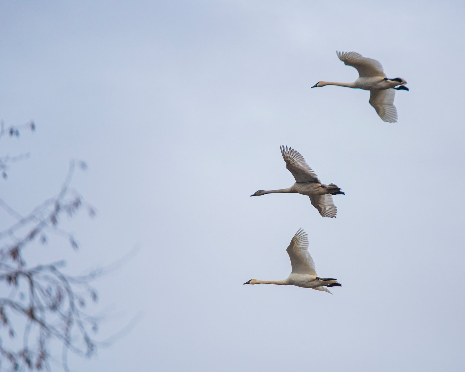 Two adult trumpeter swans are joined by a juvenile in flight over the Willapa Hills Trail in Chehalis on Saturday afternoon. The group is likely to be two parents and their baby.