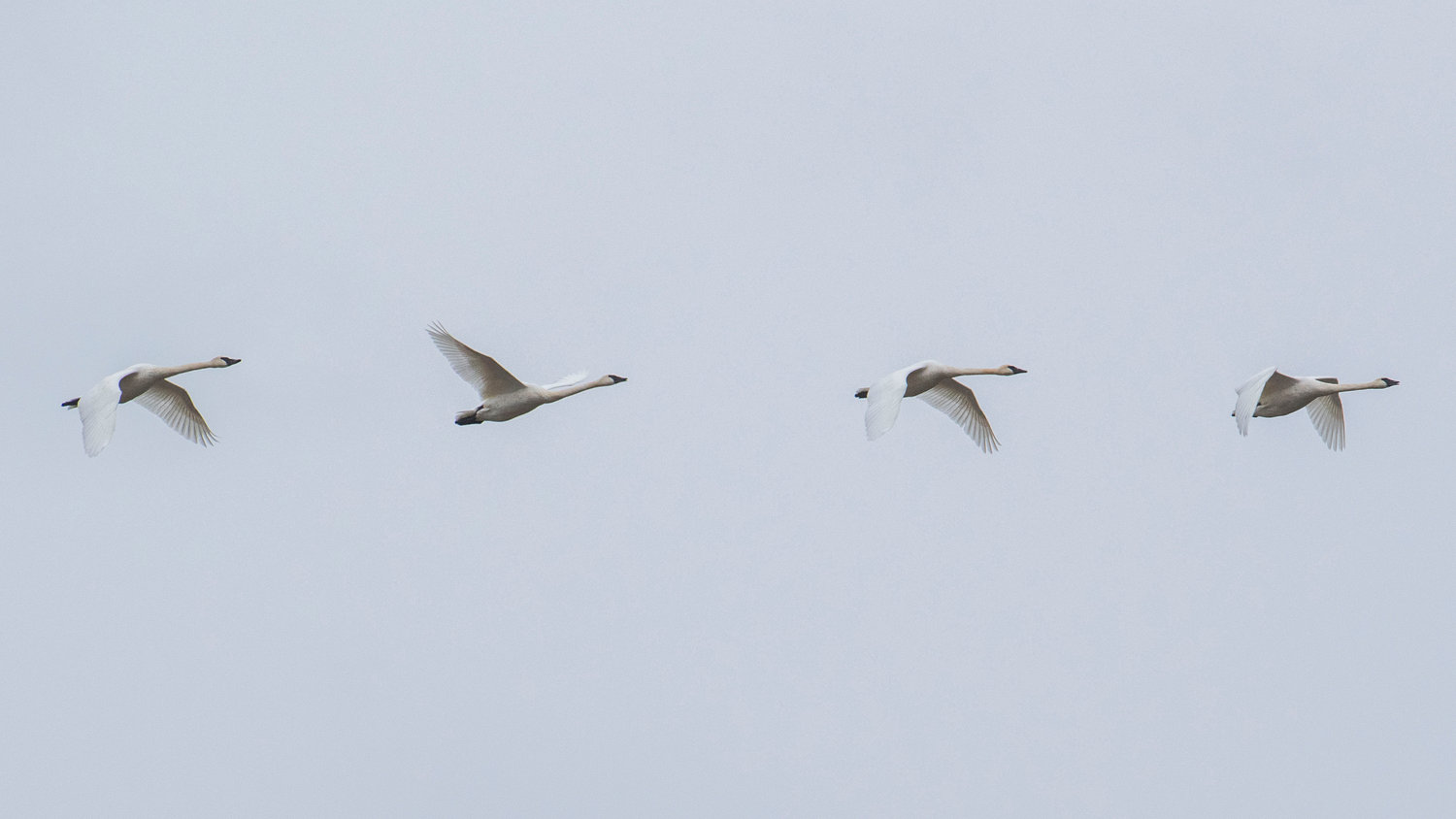 Four trumpeter swans fly in sync over the Willapa Hills Trail in Chehalis on Friday afternoon, honking as they go.