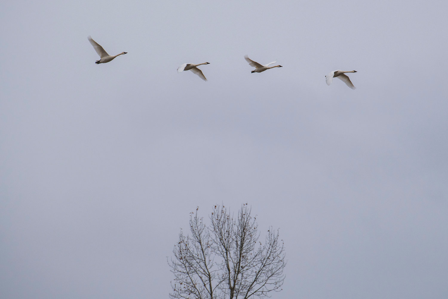 Four trumpeter swans soar above the treetops over the Willapa Hills Trail in Chehalis on Friday afternoon.