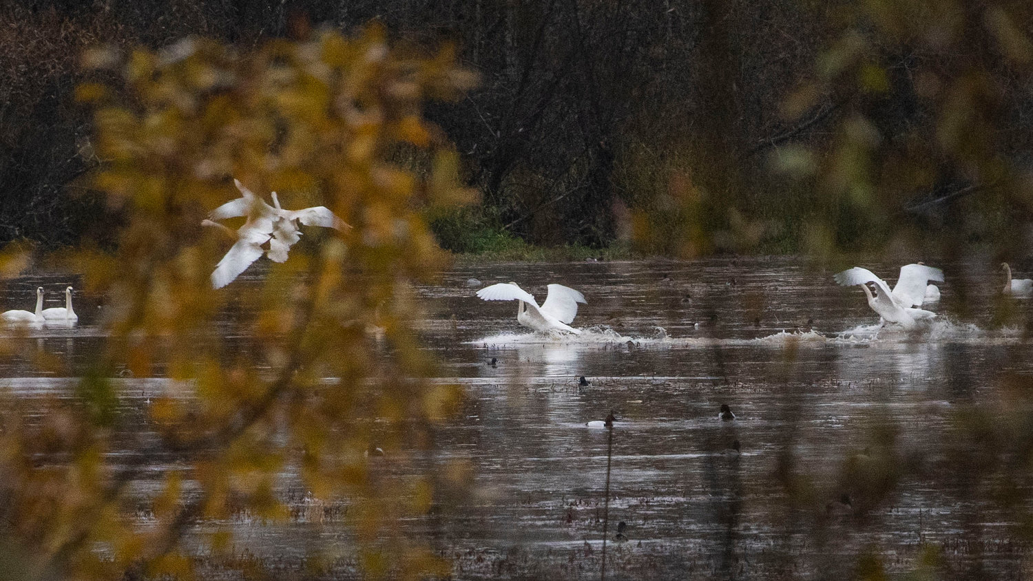 Swans glide to a splash landing over a pond near the Willapa Hills Trailhead on Friday in Chehalis.