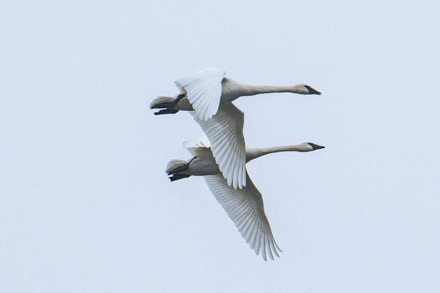 Trumpeter swans, likely a mating pair, flap their wings in sync on Friday in Chehalis. Swans often mate for life.