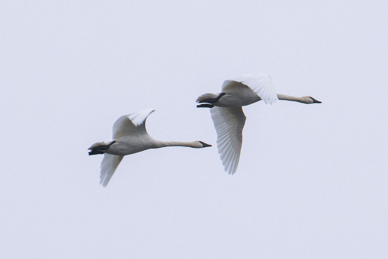 Trumpeter swans glide over the Willapa Hills Trail against gray skies on Friday in Chehalis.