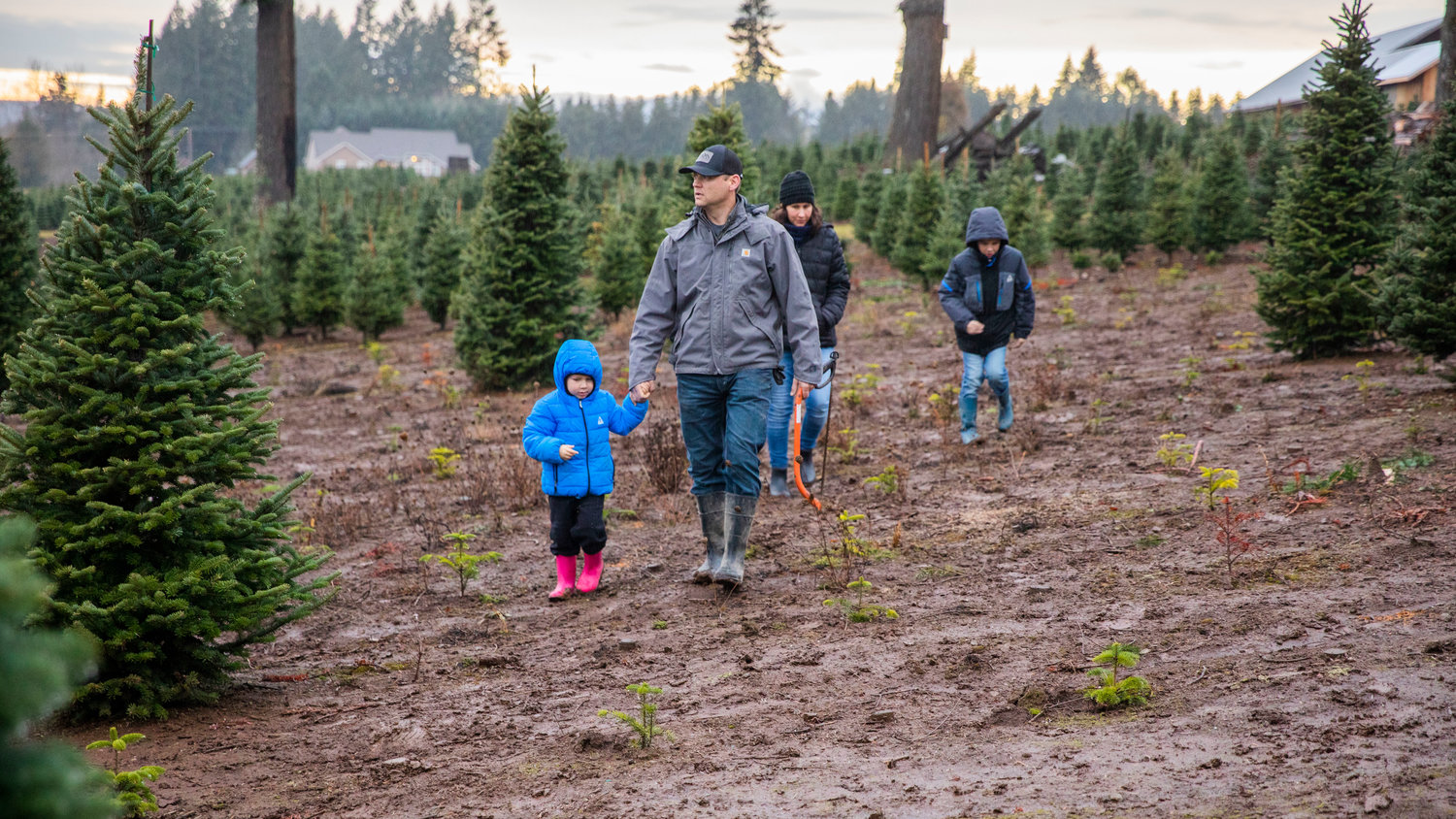 Families walk through the Mistletoe Tree Farm while hunting for the perfect Christmas tree Friday evening west of Chehalis.