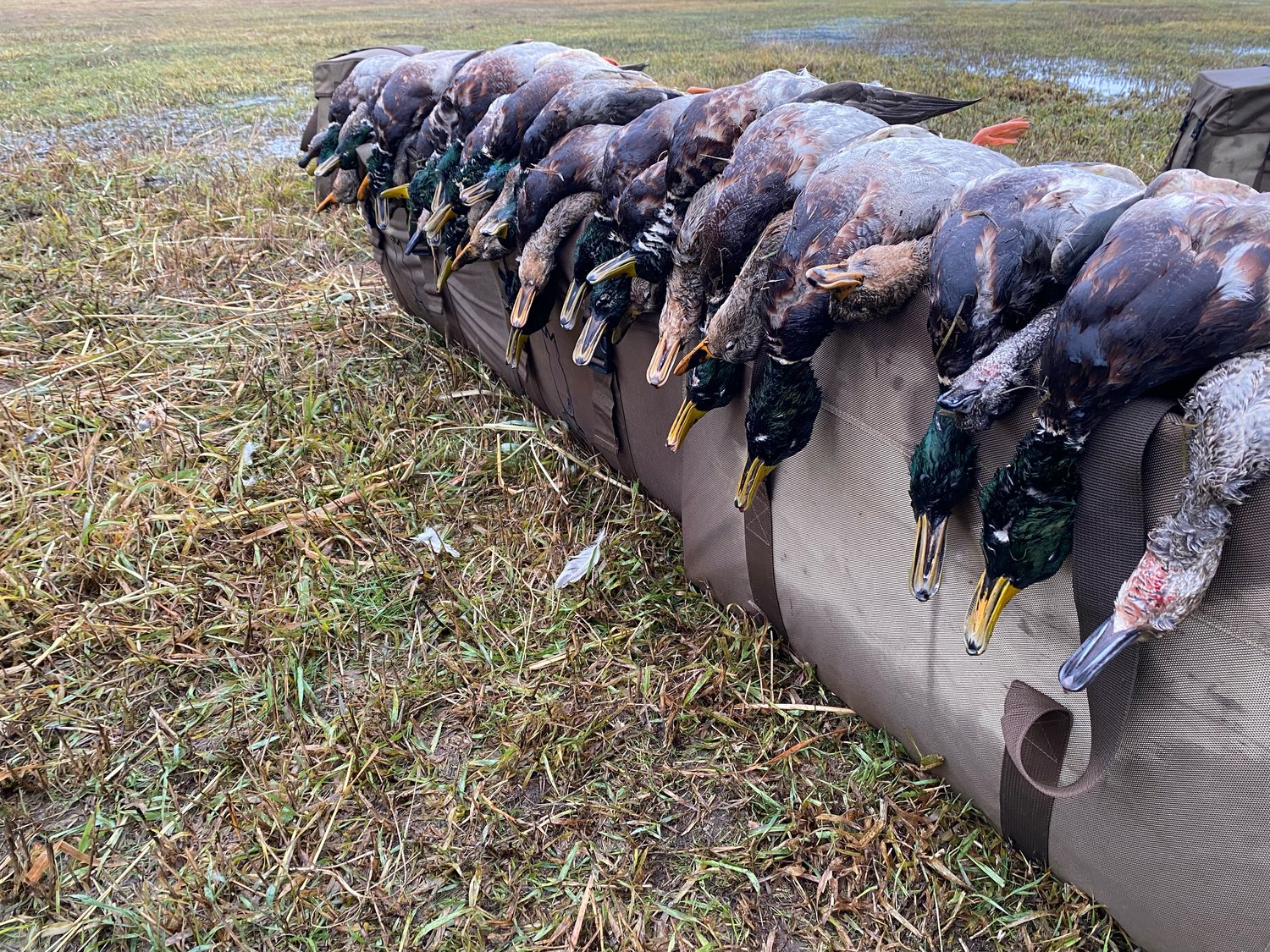“Post-Thanksgiving duck hunt, tricking some new birds that came down from the rain and wind!” Logan Boone submitted these photos after a hunt in the northwest Centralia area on Nov. 25.