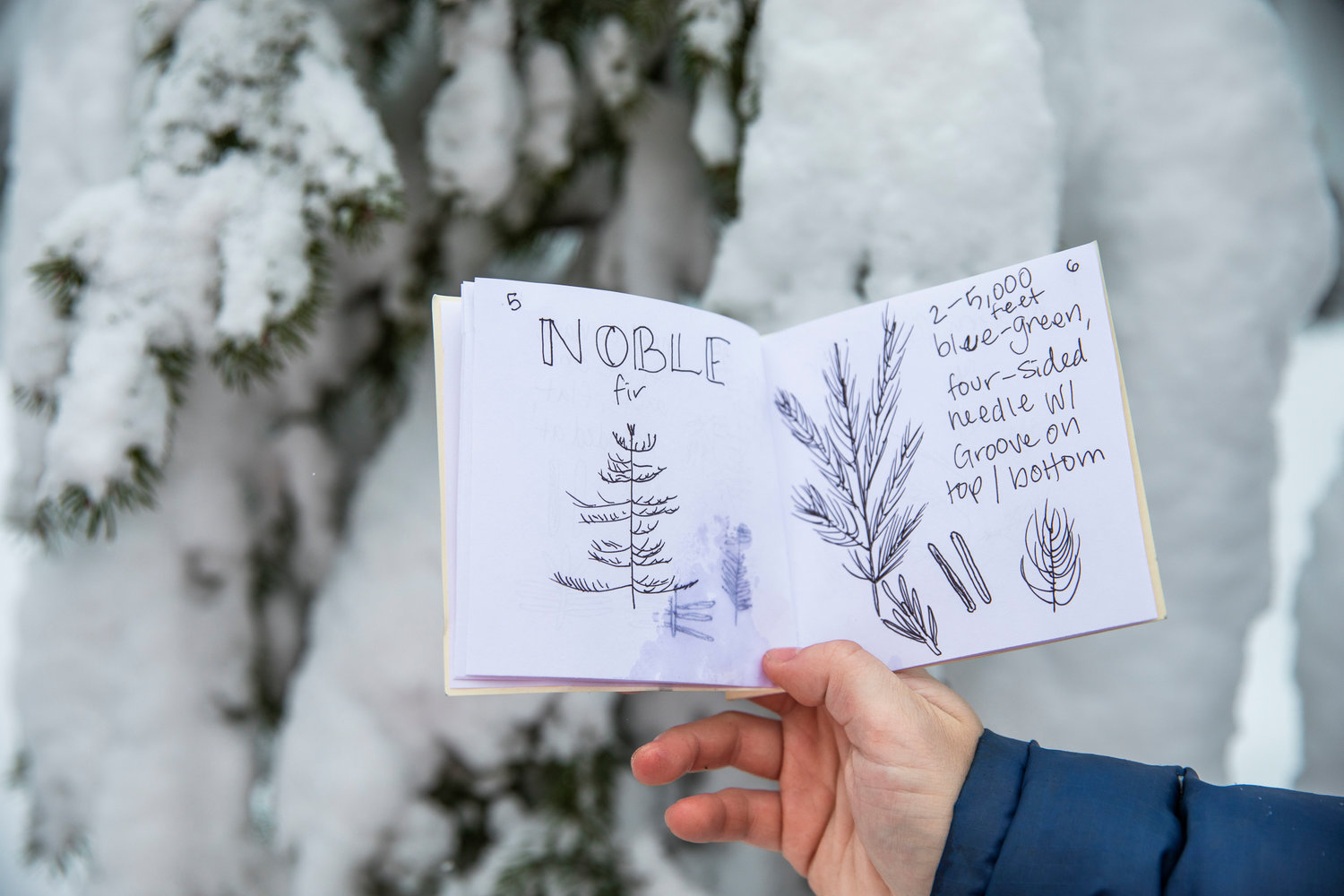 Reporter Isabel Vander Stoep holds up a hand-made field guide while searching for a Christmas tree off Forest Road 1284. The booklet was made possible through Chronicle reader Bruce Reed’s efforts to educate journalists on tree identification.