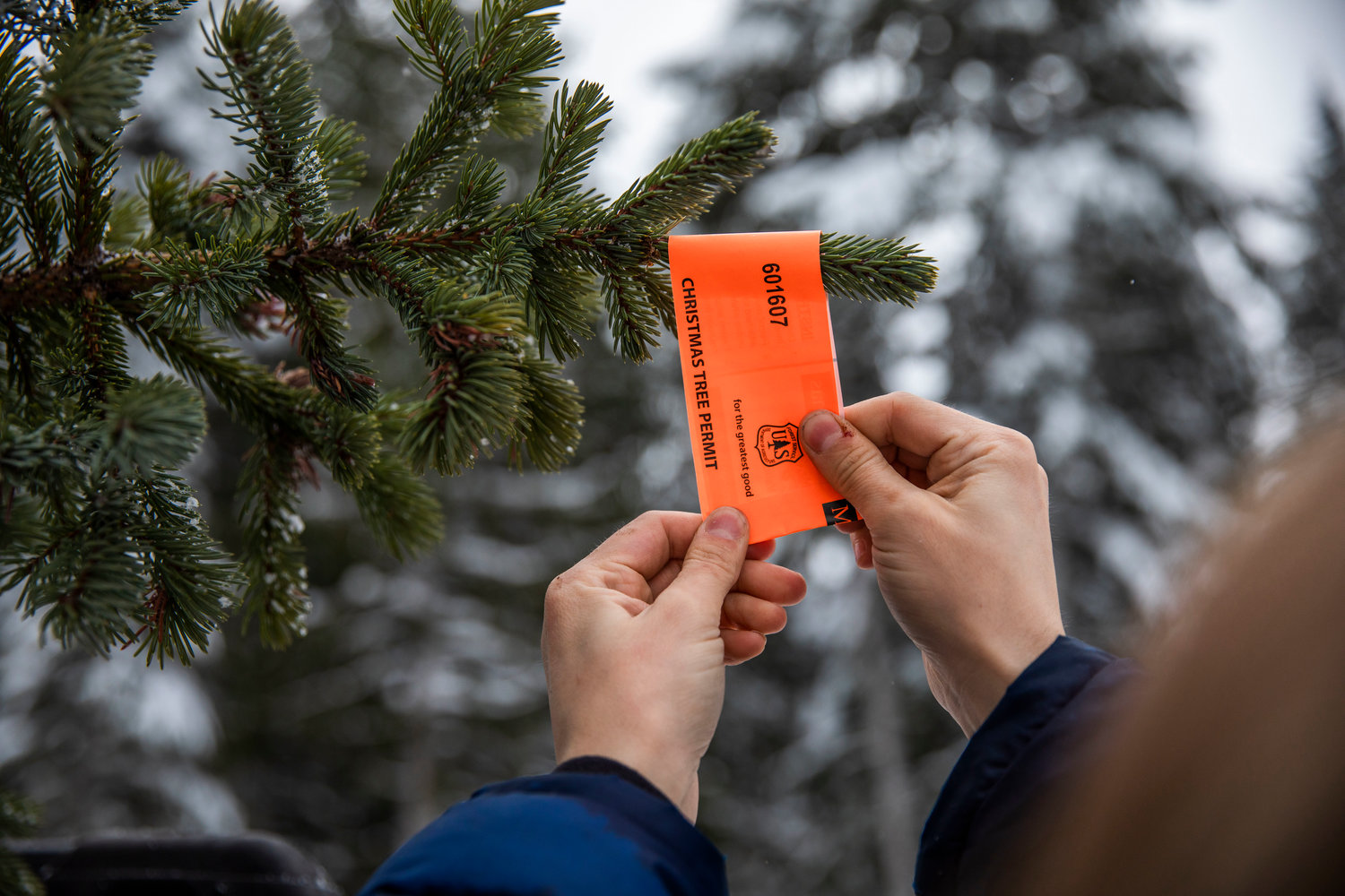Reporter Isabel Vander Stoep attaches a Christmas Tree Permit, from the U.S. Forest Service, to a spruce on Thursday near Forest Road 1284.
