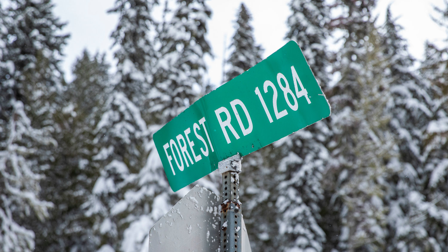 Forest Road 1284 is located on the east end of Lewis County.