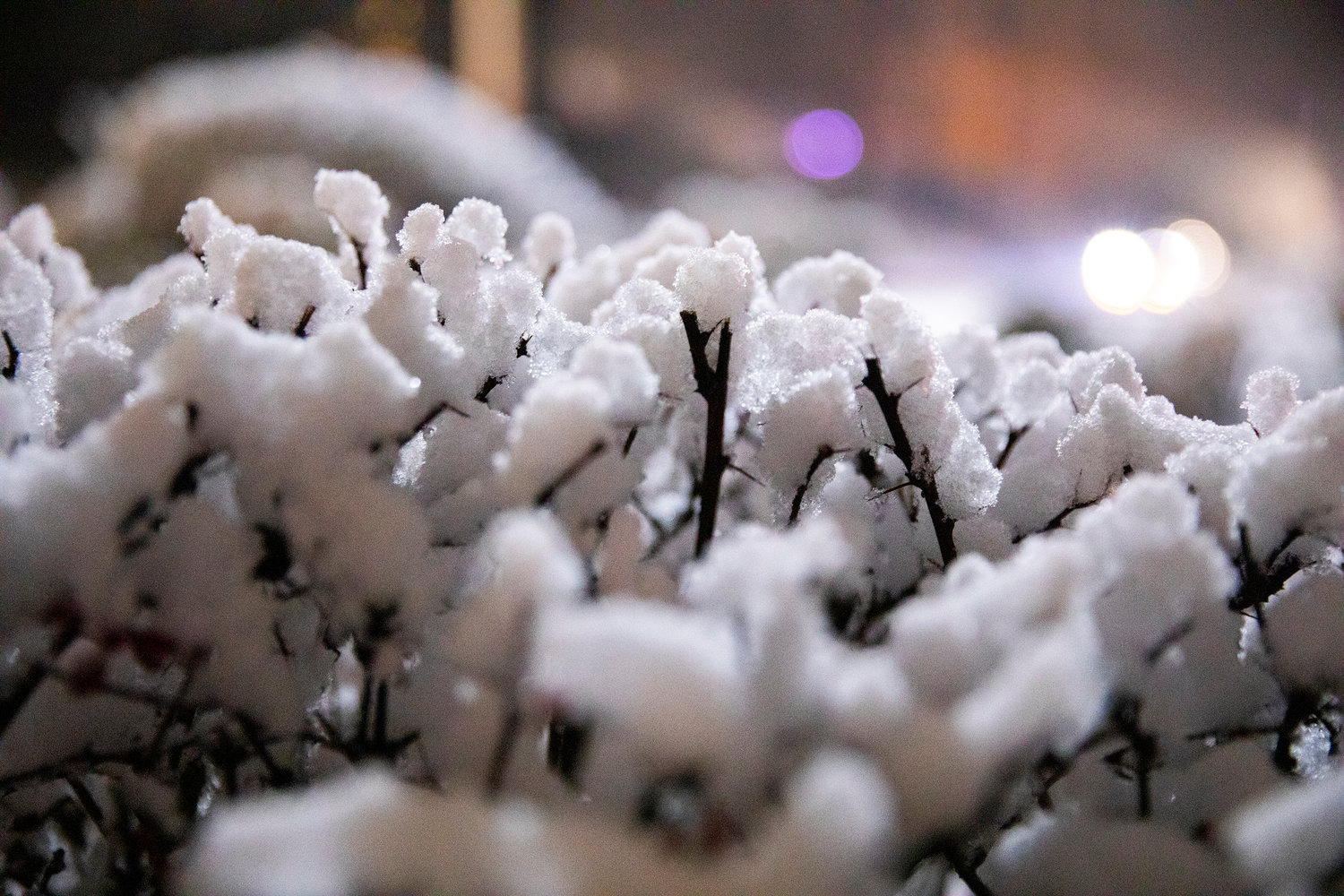 Snow collects on bushes in Chehalis Sunday night.