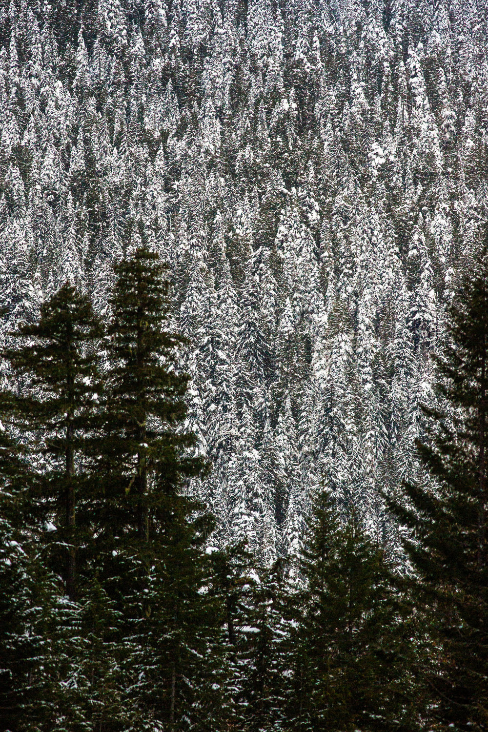 Snow covers trees high on the foothills of the Cascade Mountains along U.S. Highway 12 near White Pass on Tuesday.