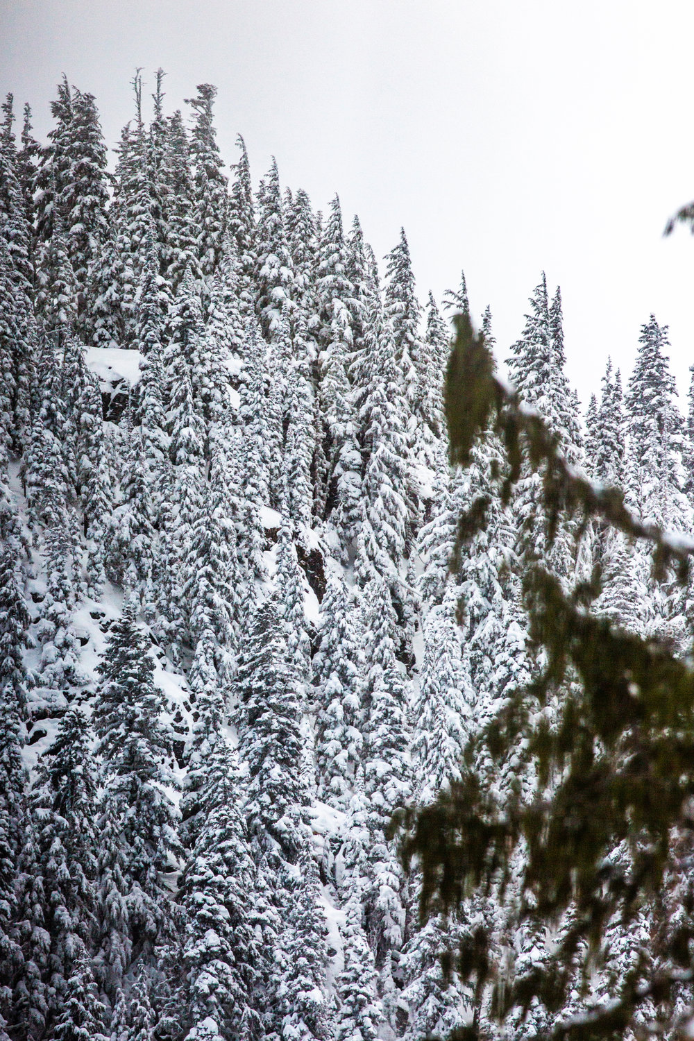 Snow covers trees at White Pass Ski Area on Tuesday afternoon.