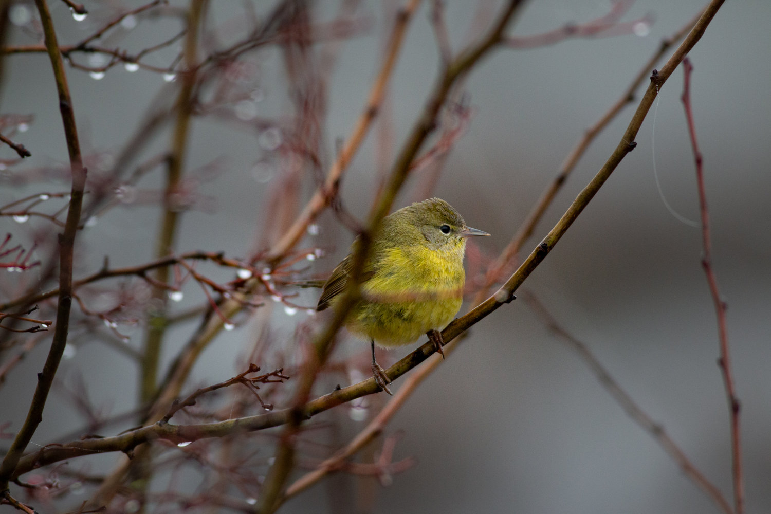 A perched bird is pictured along the Willapa Hills Trail Monday.