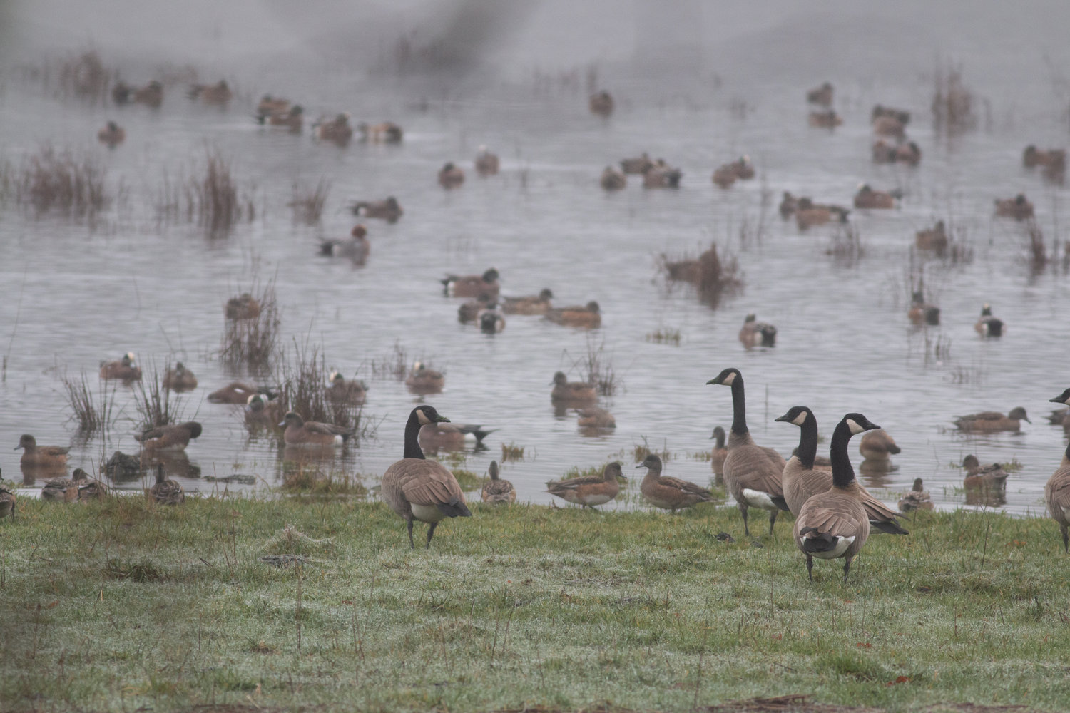 Geese are pictured along the Willapa Hills Trail Monday.