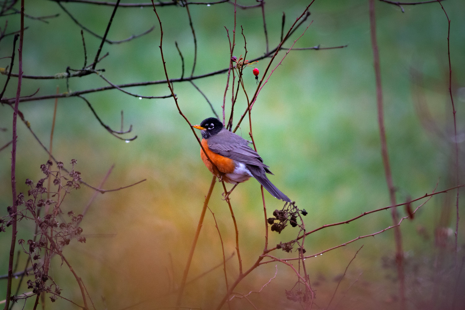 A robin finds a meal along the Willapa Hills Trail on Monday.