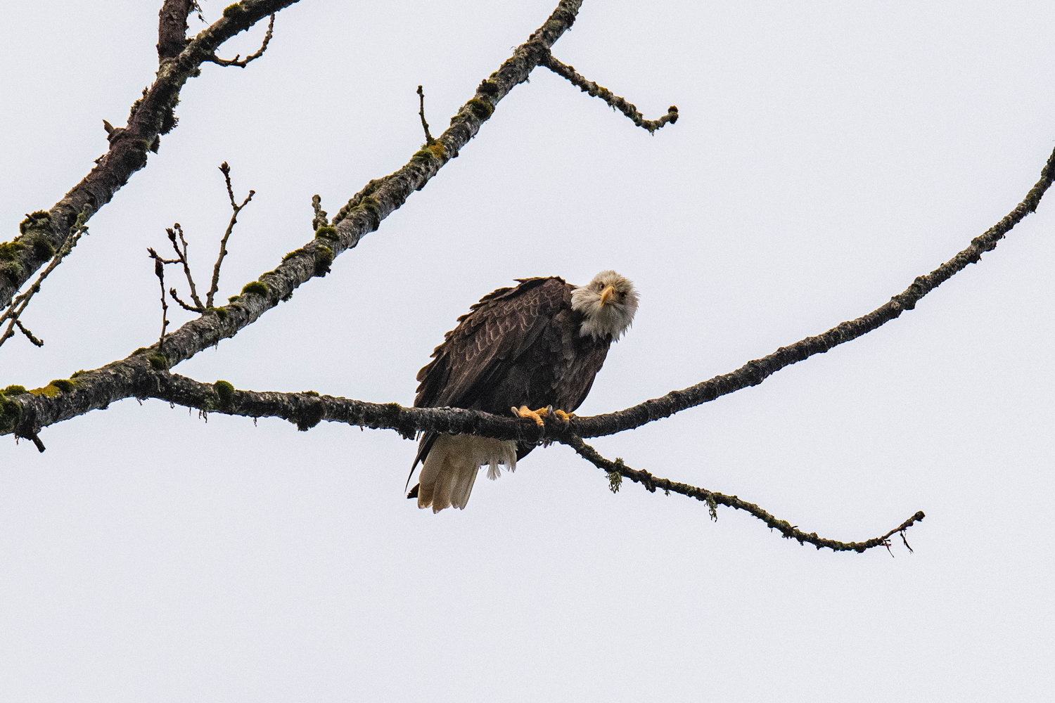Perched above the Newaukum River in Chehalis on Saturday, a bald eagle glances down toward the camera with an intense glare.