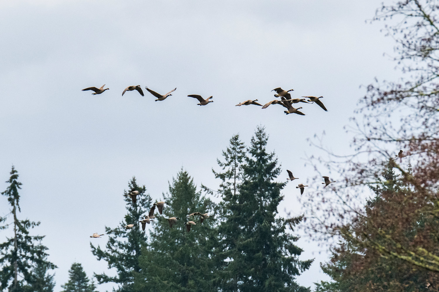 Geese fly over the Willapa Hills trail in Chehalis Saturday afternoon.