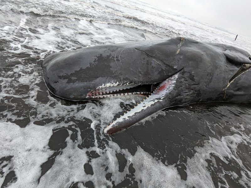 A dead sperm whale is pictured earlier this month near Fort Stevens on the Oregon coast in this photo from Oregon State Parks.