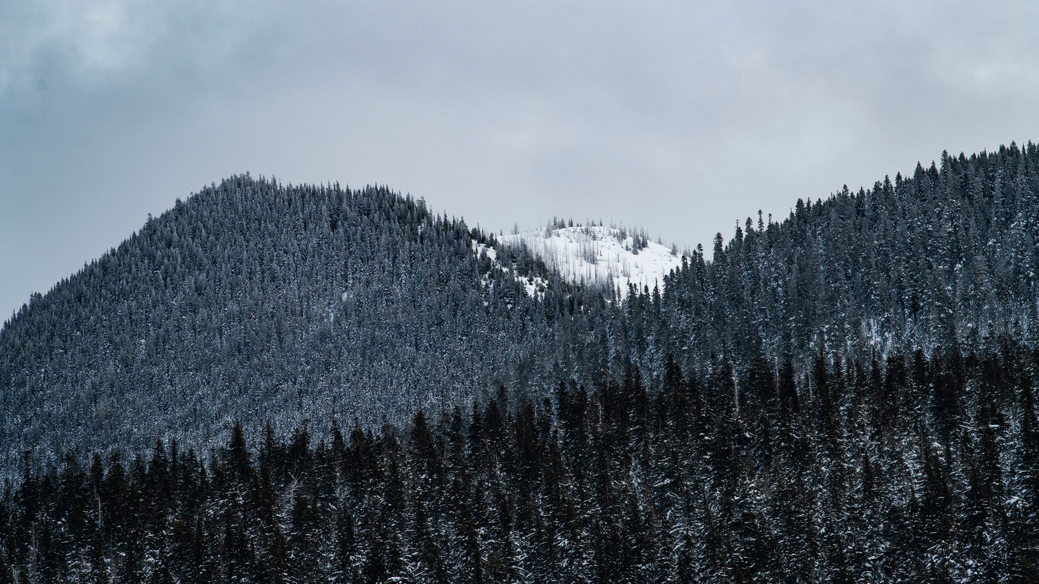 Rolling snow-covered hills are seen from White Pass Ski Area’s Nordic trails on Sunday.