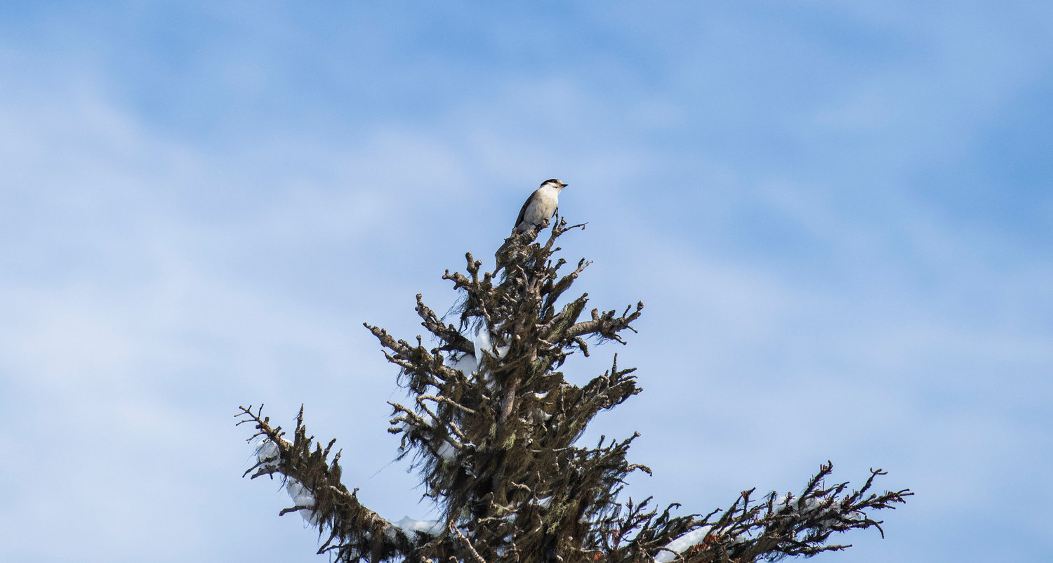 A gray jay is seen perched above the White Pass Ski Area Nordic Center on Sunday.