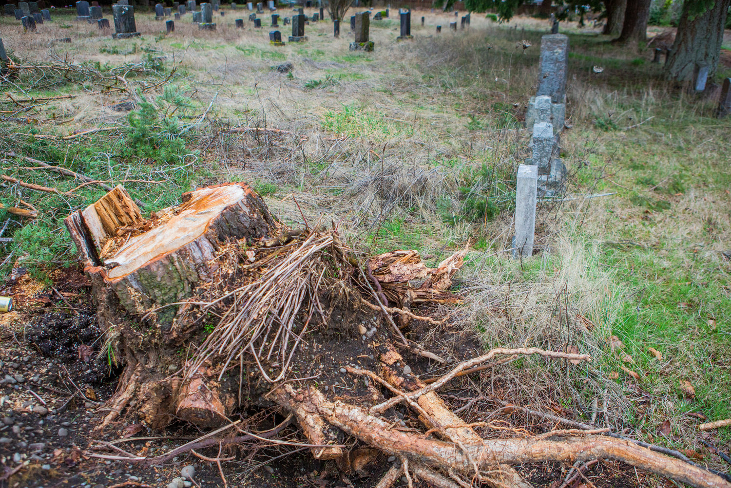 Roots and overgrown grass cover gravesites Mountain View Cemetery in Centralia Wednesday.