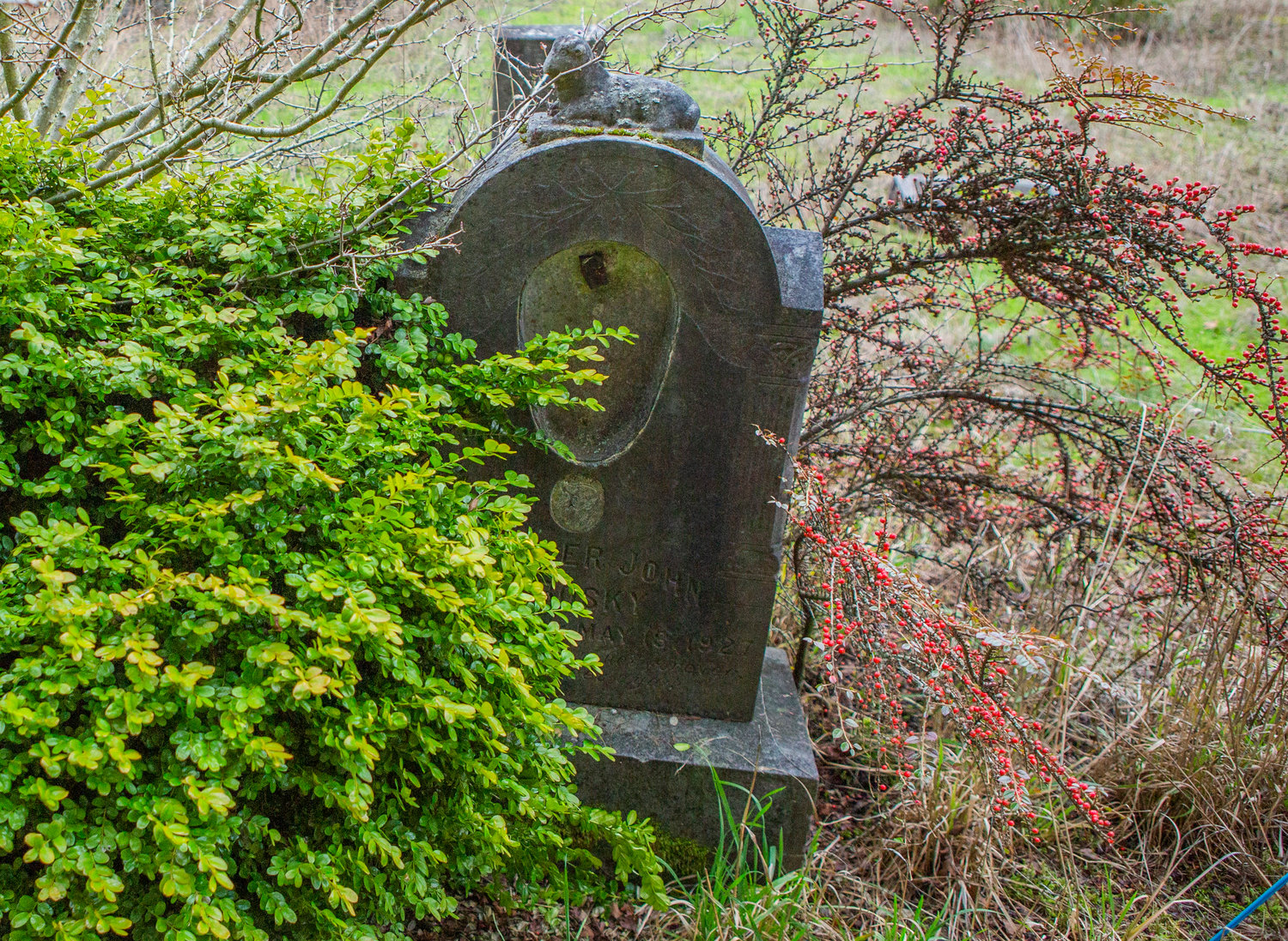 A grave is obscured by overgrowth at Mountain View Cemetery in Centralia this week.