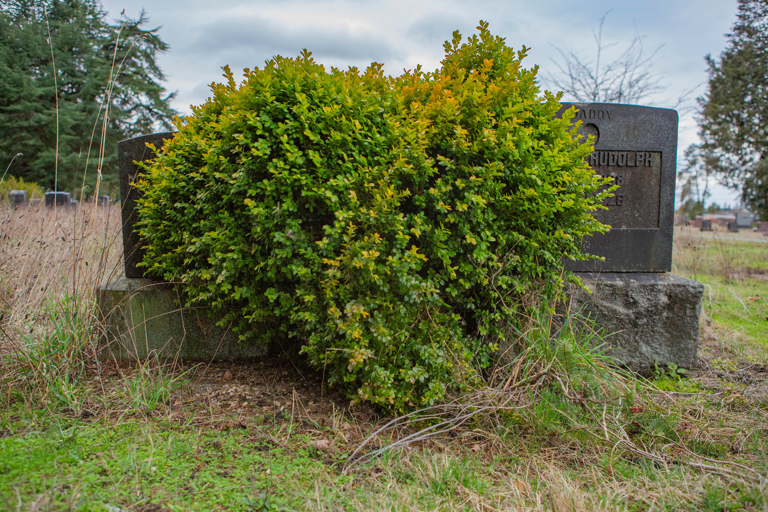 Graves are covered by shrubs at Mountain View Cemetery in Centralia Wednesday afternoon.