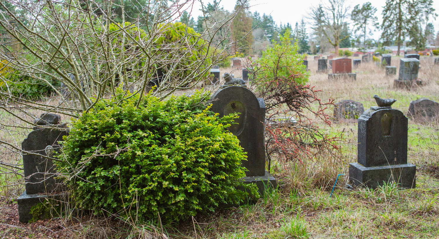 Under holly, a young cedar tree and other shrubs, a grave at Mountain View Cemetery in Centralia Wednesday afternoon is seen caving in on itself.