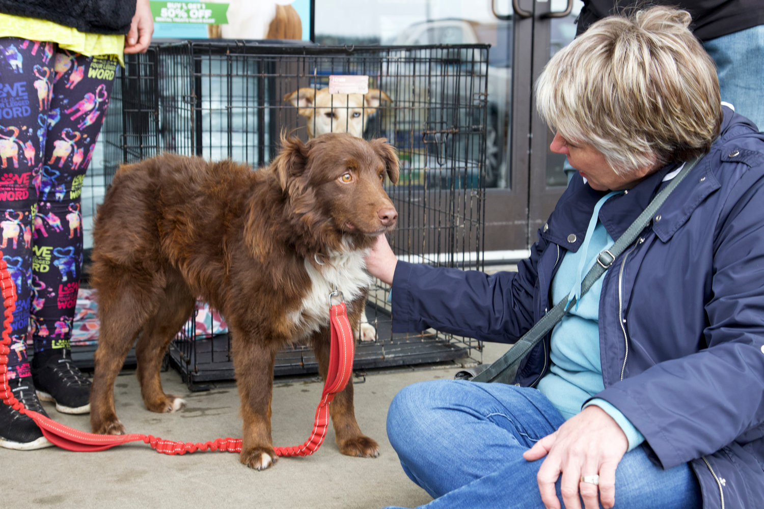 A prospective pet owner interacts with Ryder, an Australian shepherd mix who was rescued from a hoarding case in Onalaska in December, outside Petsense in Chehalis on Saturday. Ryder was adopted on Saturday.