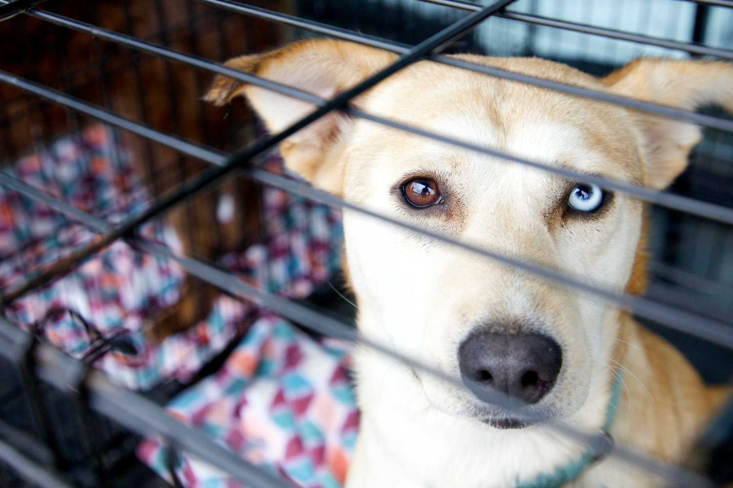 Piper, a 1-year-old labrador-retriever mix with heterochromia, looks at the camera from inside her kennel outside Petsense in Chehalis on Saturday. Piper was rescued from a hoarding situation and was eligible for adoption as of Monday.