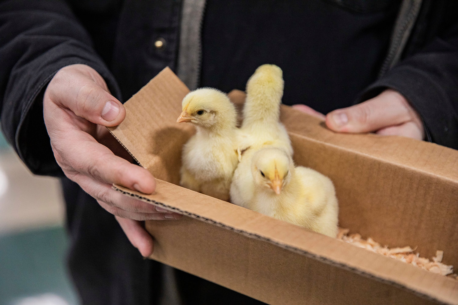Chicks poke their heads up from a cardboard box in the Farm Store in Chehalis on Thursday as they prepare to be taken home. The customer who bought the chicks showed a picture of his backyard flock’s eggs in various colors, saying buying new chicks was “addictive.” The Chick Days sale at the Farm Store, located at 561 W. Main St. in Chehalis, continues through Saturday, March 4.