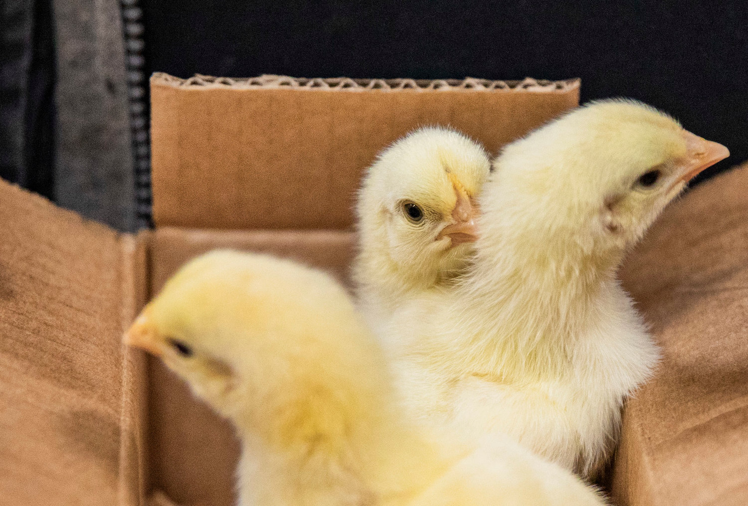Chicks peek out from the cardboard box that will carry them home from the Farm Store in Chehalis on Thursday. The store’s annual “Chick Days” sale lasts until March 4 and includes special deals on all the equipment needed to raise baby chicks.