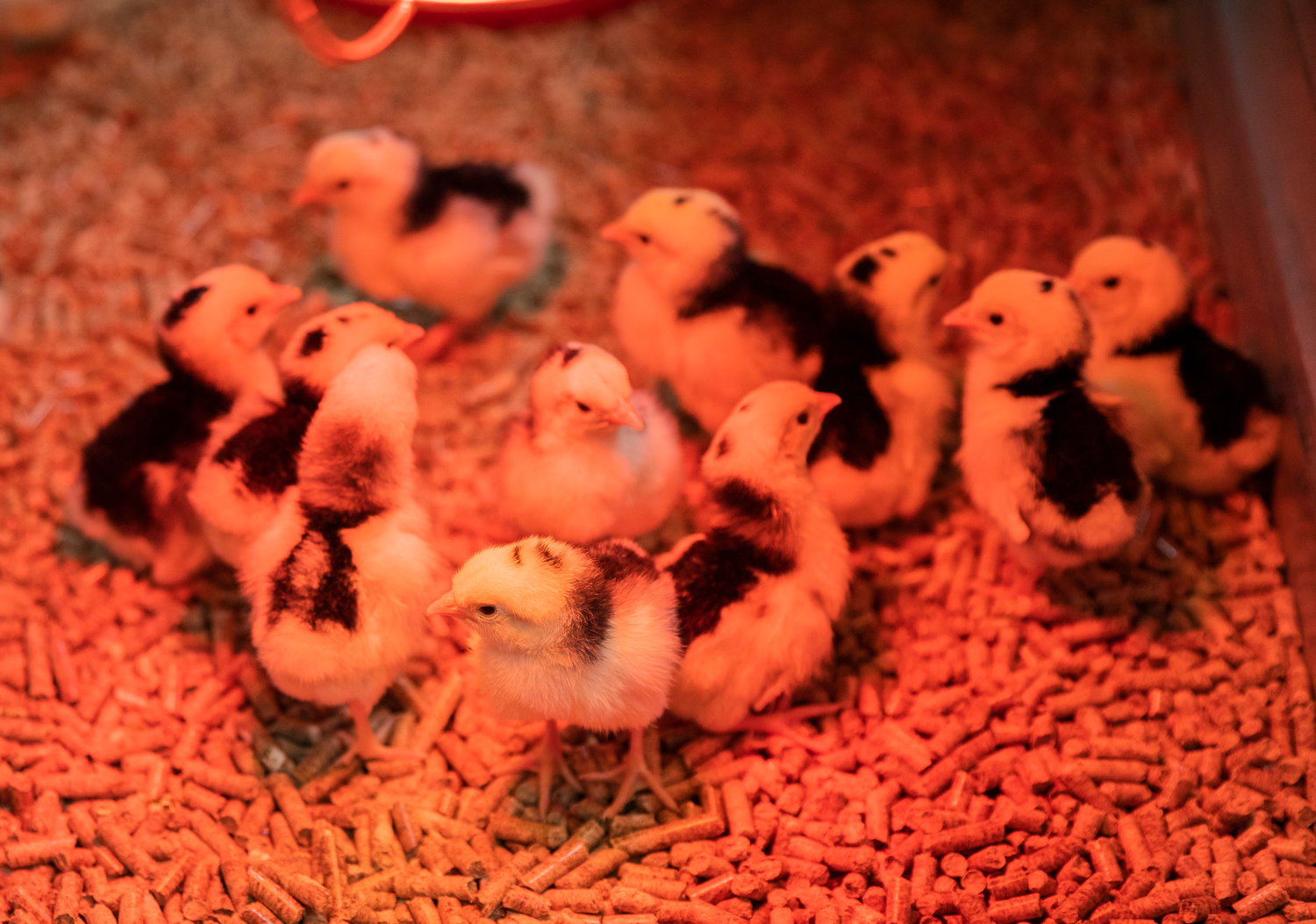 Chicks cuddle together under a heat lamp for warmth inside the Farm Store on Thursday.