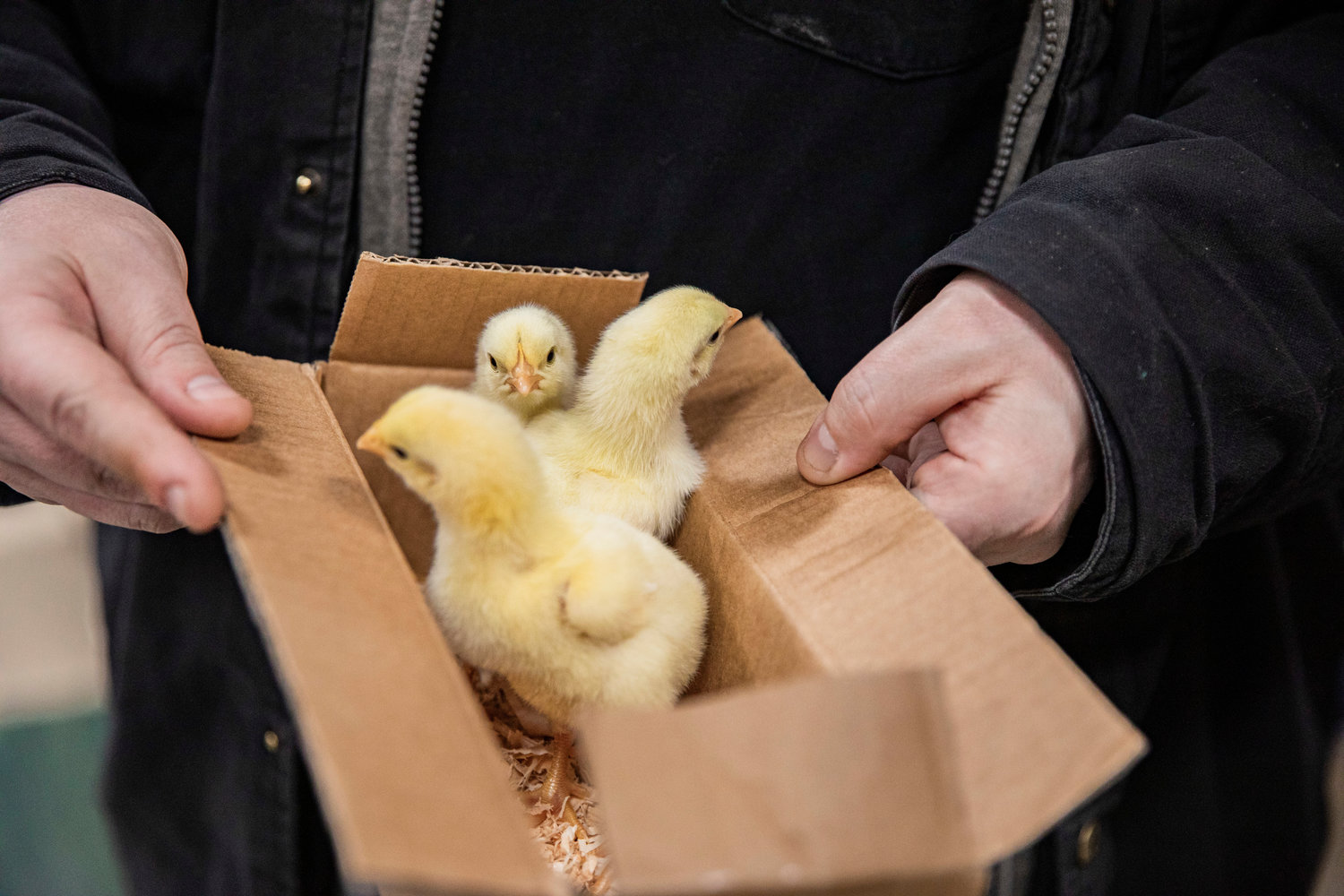 Days-old chicks examine the world around them as they peek from the top of a box in the Farm Store on Thursday.
