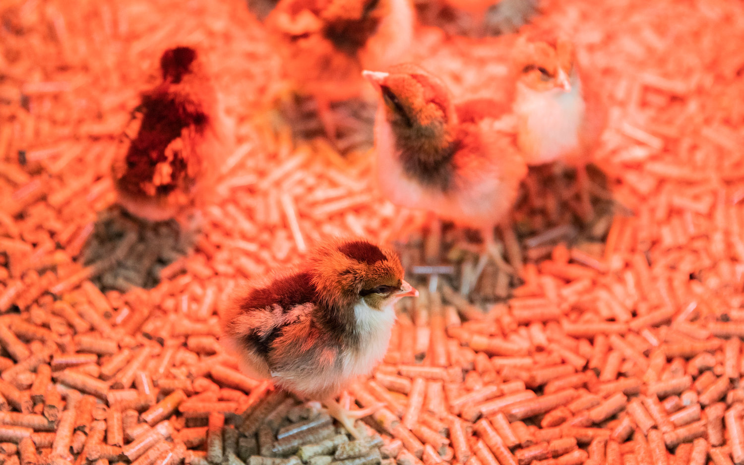 Just days old, chicks in the Farm Store on Thursday examine the world around them.