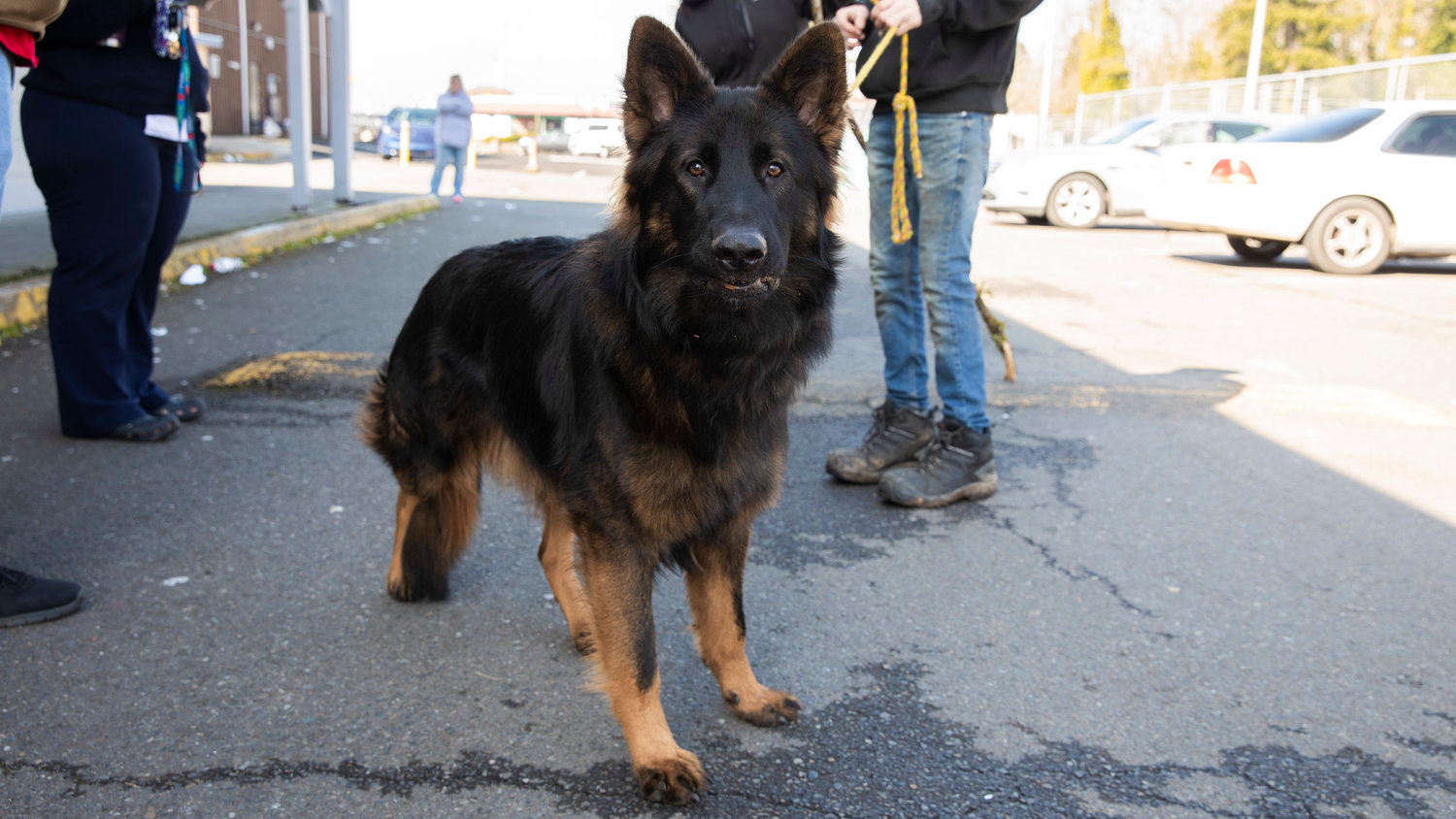 Monte, a German Shepherd, walks around the OYO Hotel in Centralia with residents on Thursday.