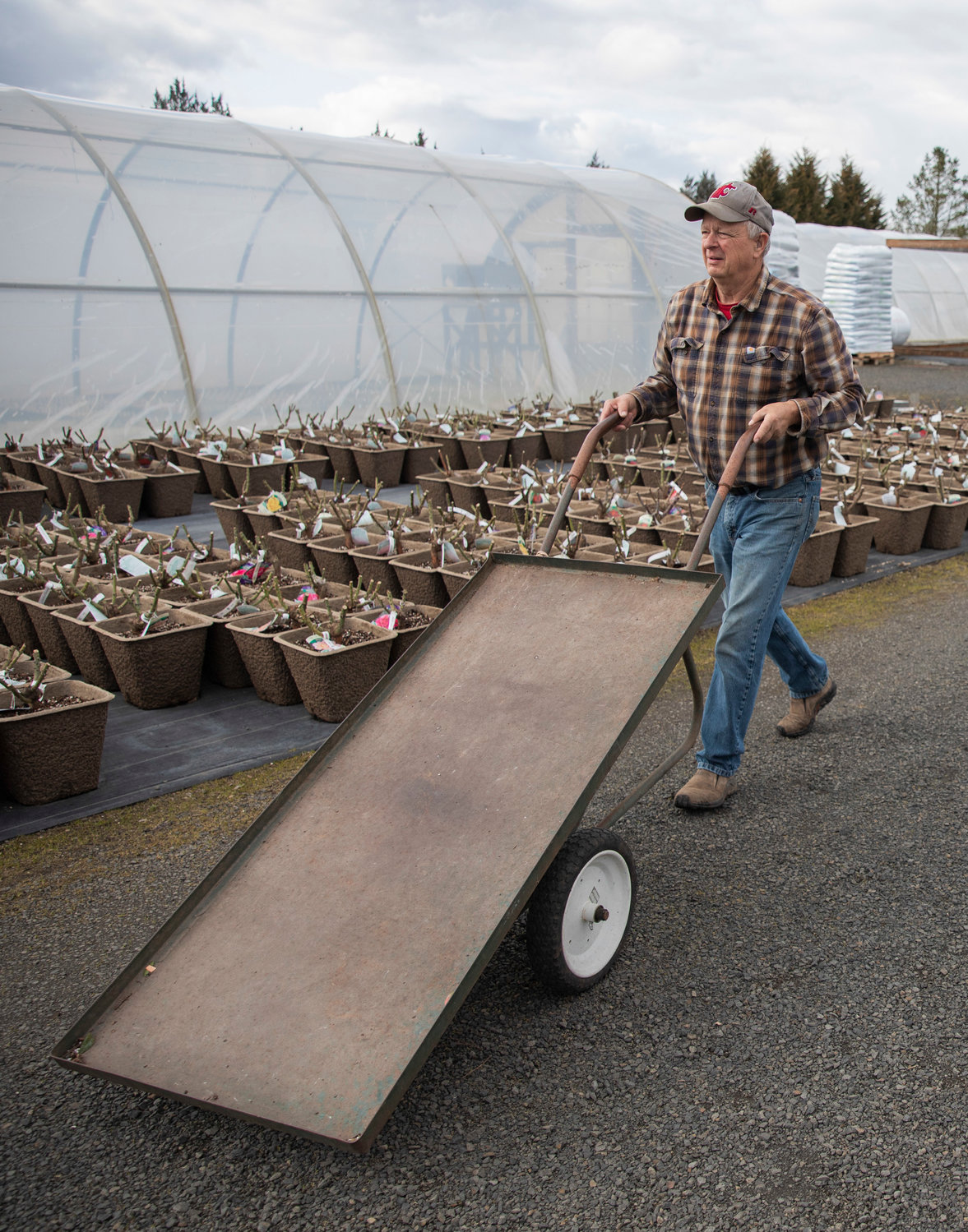 Spencer Davis pushes a cart enroute to pick up a delivery at the Dirty Thumb Nursery along state Route 6 near Adna.