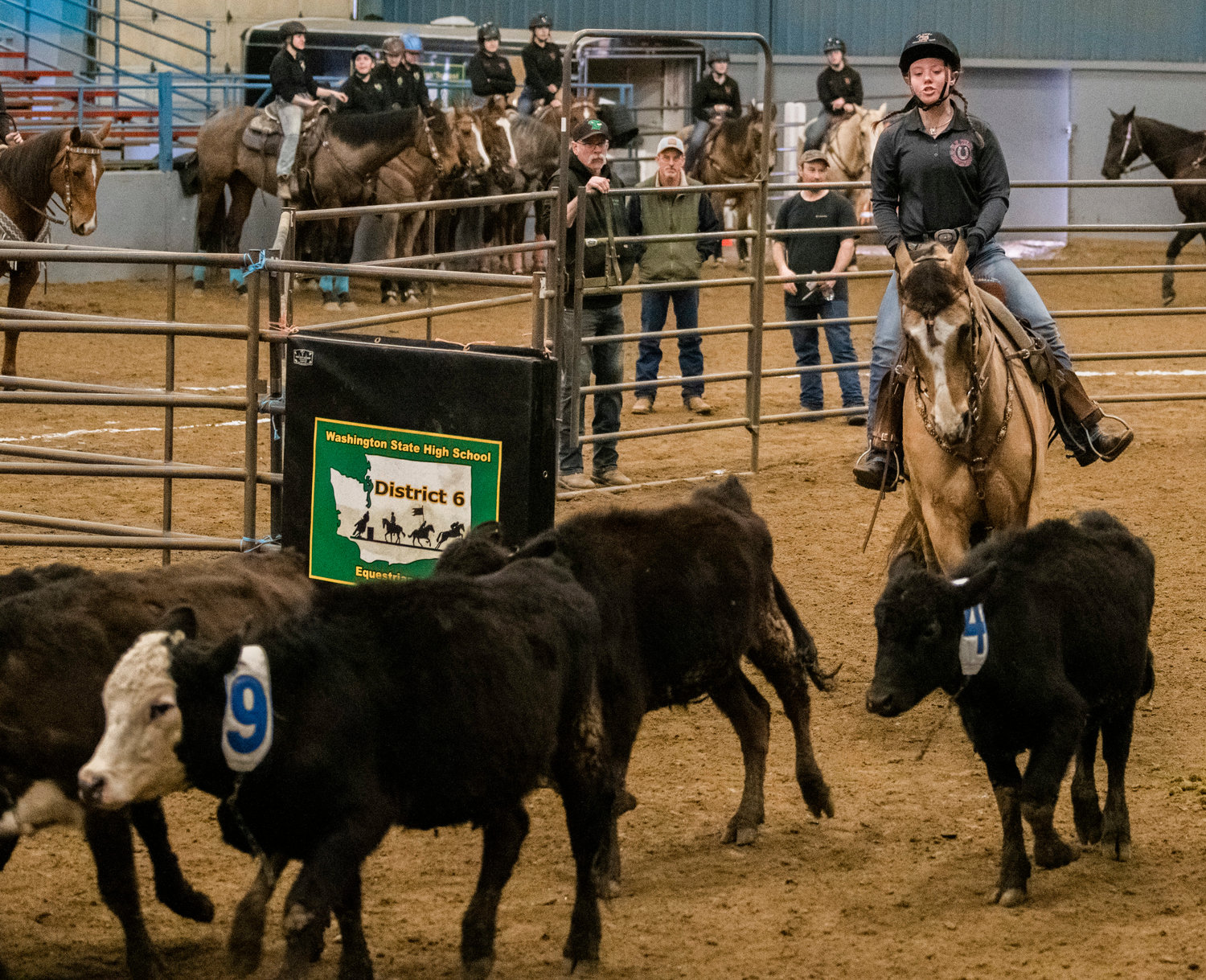 Onalaska High School junior Emma Briggs herds cows after a sorting event during an equestrian meet on Sunday, March 19 at the Grays Harbor County Fairgrounds.