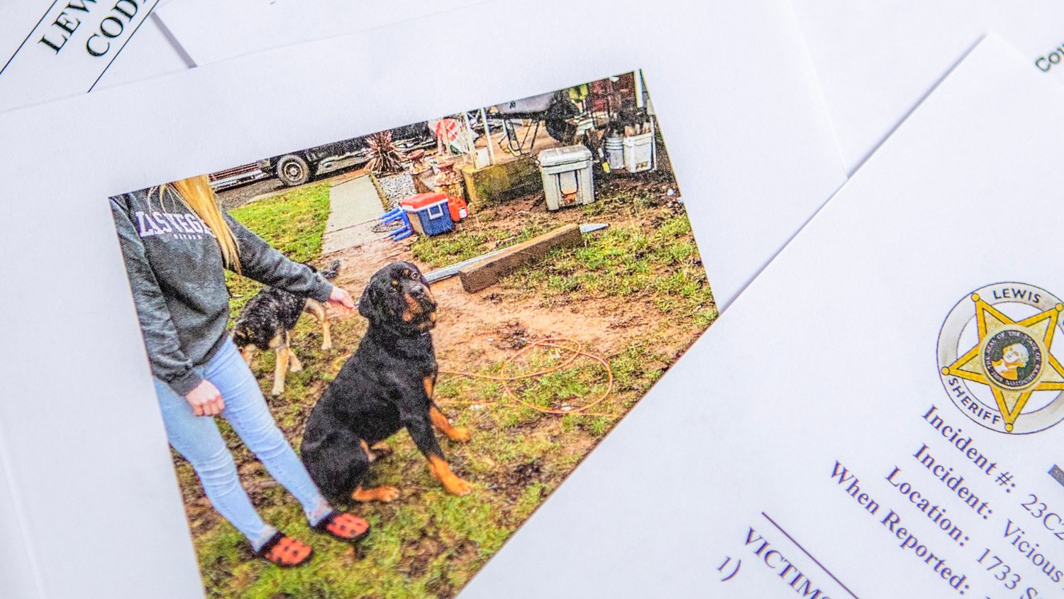 Johnny Cash, a rottweiler who lives in Onalaska, is pictured in the Lewis County Sheriff’s Office report of a vicious dog attack on Jan. 8 in files used by the Lewis County Dangerous Animal Designation board, which rules him not dangerous due to lack of evidence that he bit someone.