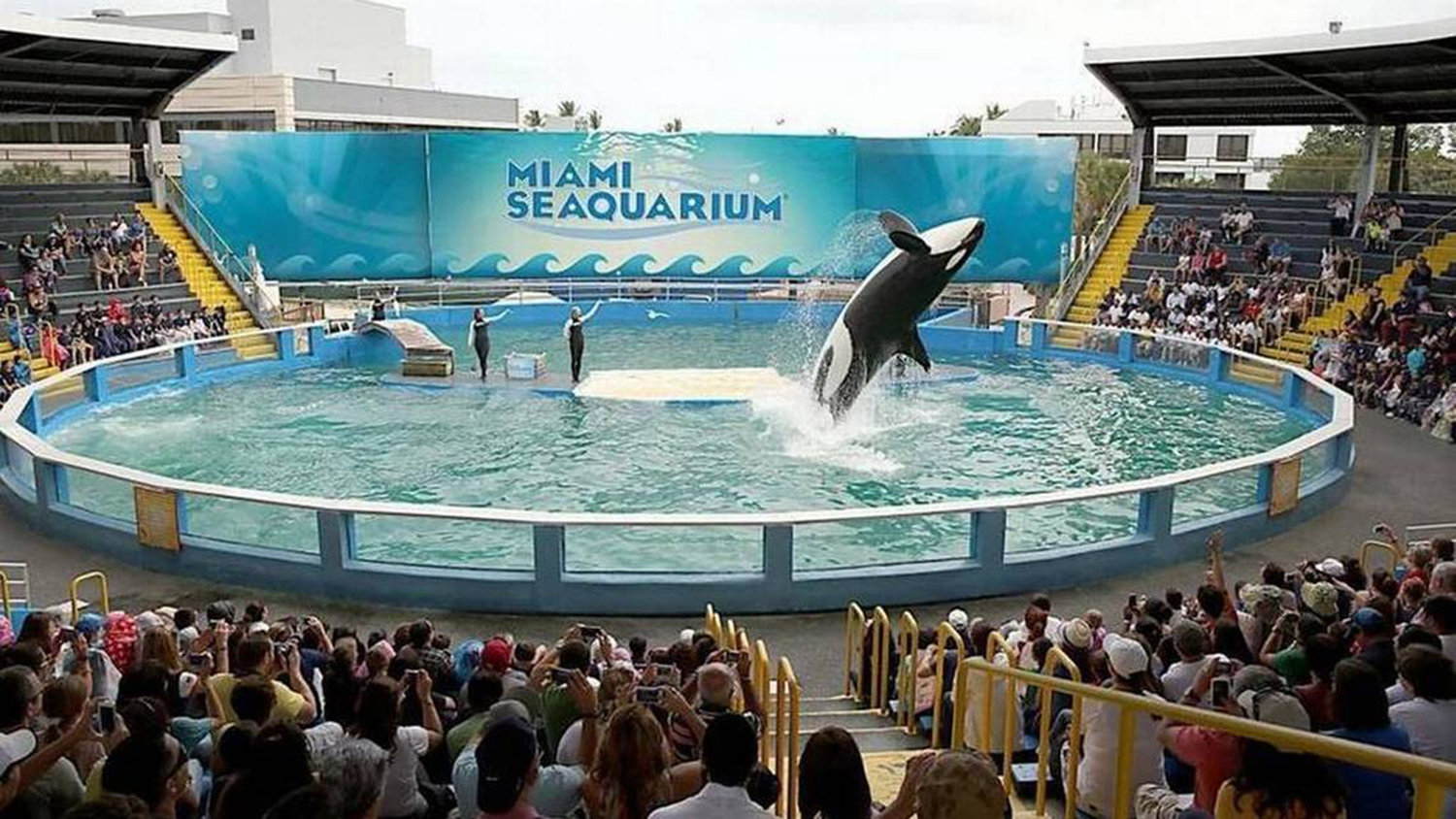 Lolita the killer whale, now known as Toki, performs in her stadium tank. (File photo/Miami Herald/TNS)