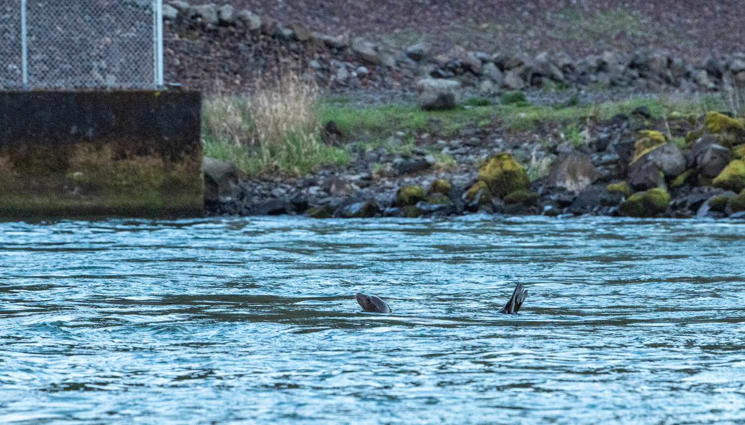 A sea lion rests on rocks near the Barrier Dam after spending the day gorging on hatchery salmon about 70 miles upstream of the Columbia River.